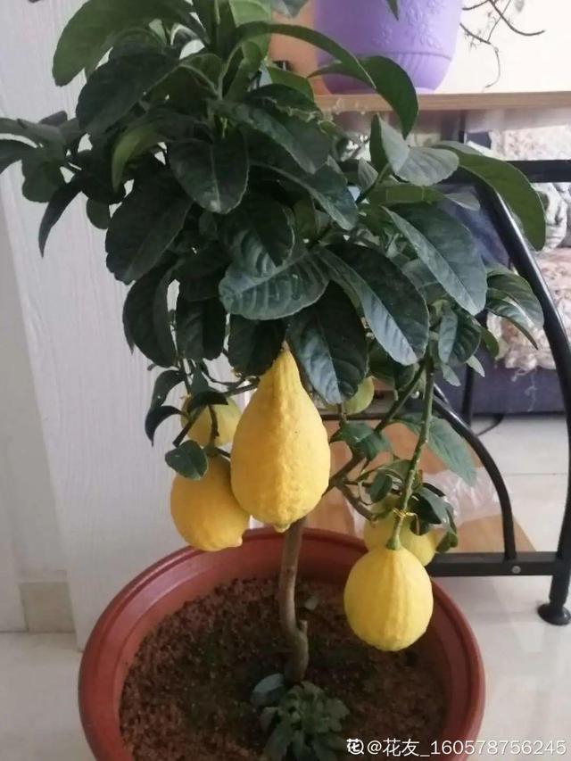 香草兰花怎么养，香兰草怎么种植（屋里养盆“香水花”）