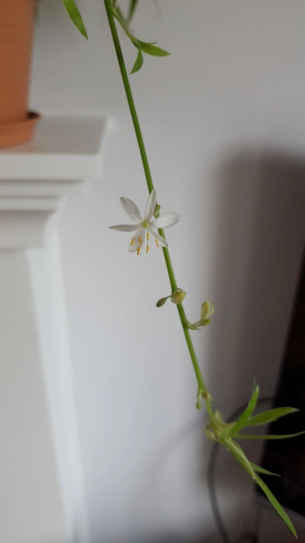 吊兰开花预示着什么，吊兰开花意味着什么（室内的吊兰开花就带来好运）