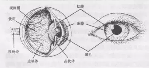 瞳孔放大多久会死亡，瞳孔放大是死前征兆吗（瞳孔的大小为什么会有变化呢）