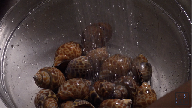 东风螺怎么做好吃，东风螺白灼要煮几分钟最好吃（开春了，怎么能放过海鲜呢）