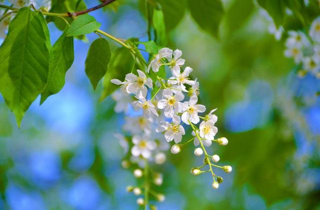 稠李，稠李树，盘点东北独有的野生水果（稠李树图片大全）