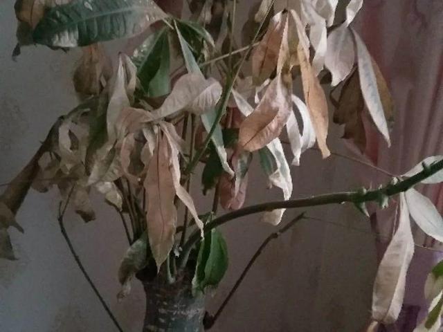 栀子花叶子发黄是什么原因，栀子花叶子发黄的原因是什么（栀子花叶子发黄）