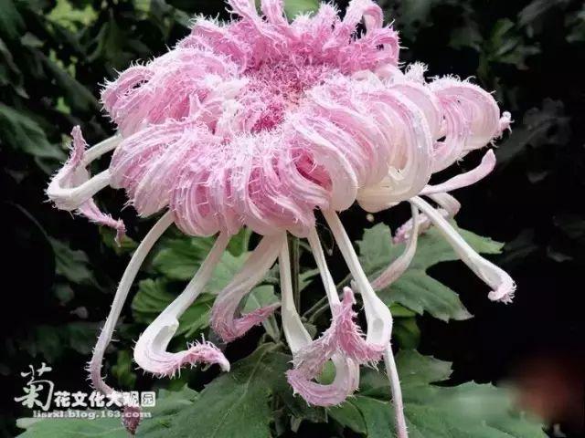 世界最美菊花80种太美了，金秋十月赏菊花——世界最美菊花80种送给您