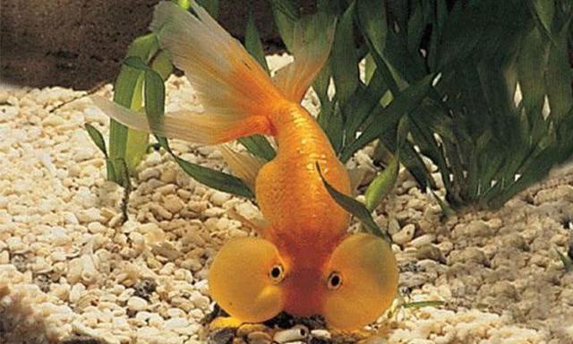 水泡金鱼怎么养，水泡金鱼怎么养最好（脆弱的水泡眼，该如何养殖）