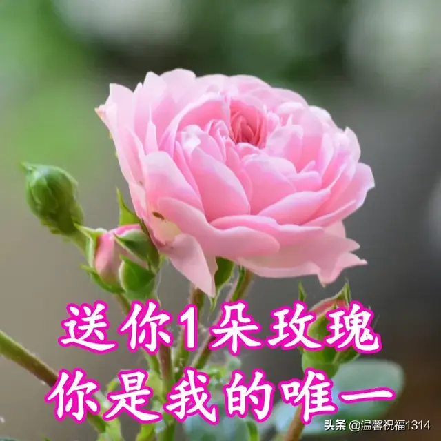 1314祝福语，1314祝福语结婚（3.14白色情人节到了）