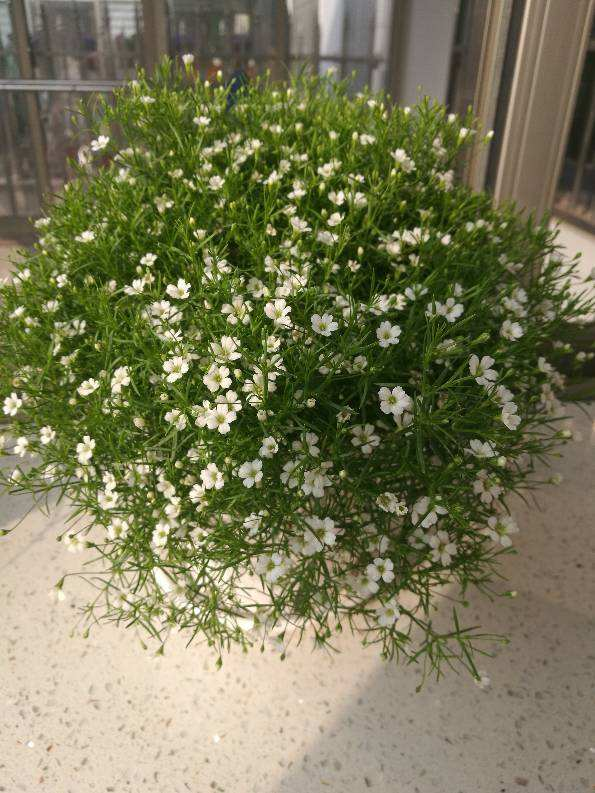 十二星座生辰花及花语，生辰花的花语（来看看你是哪个）