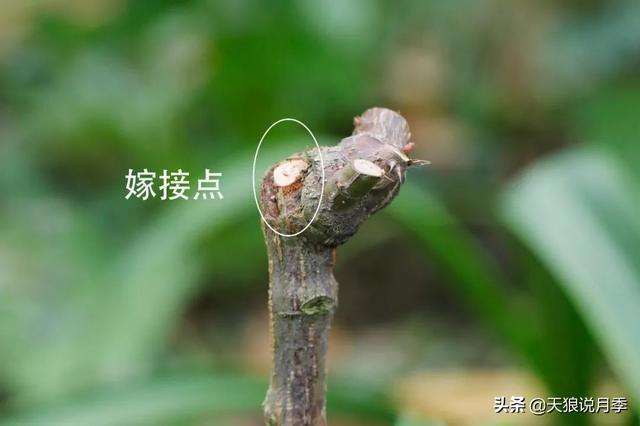 冠幅，冠幅用什么字母表示（趁冬天彻底修剪，调整株型）