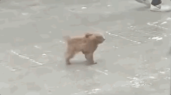 冬天狗在外面能冻死吗，快别说狗不怕冷了