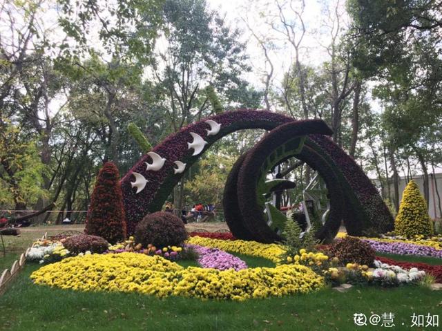 荷花有几种颜色，莲花有几种颜色分别是象征什么（1盆菊花售价1.2万）