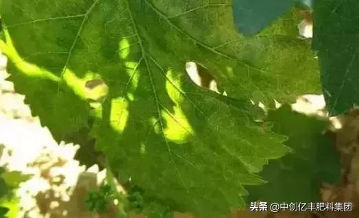 葡萄叶子发黄是怎么回事，葡萄树叶子发黄怎么办（究竟是病害、虫害、药害）