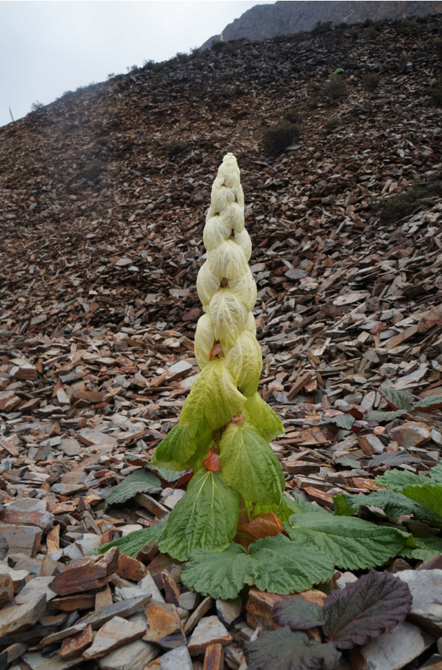 石蕊是什么，石蕊是什么意思（你有秋裤羽绒服）