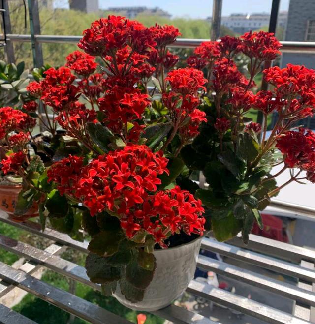 春天的植物有哪些，春天常见的植物（“24种”适合冬天种植的花草）