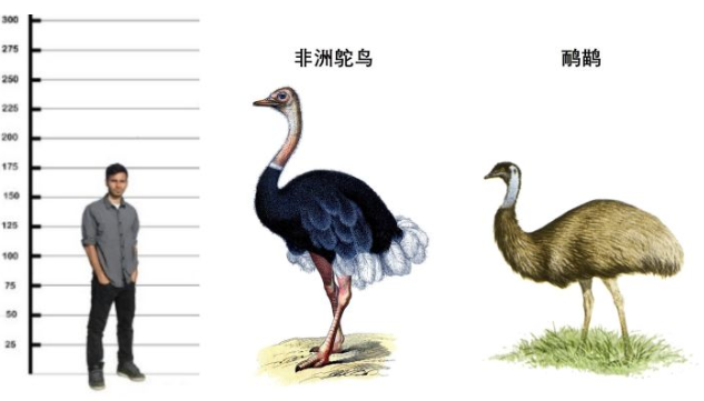 鸸鹋和鸵鸟的区别，鸵鸟和鸸鹋的区别（\