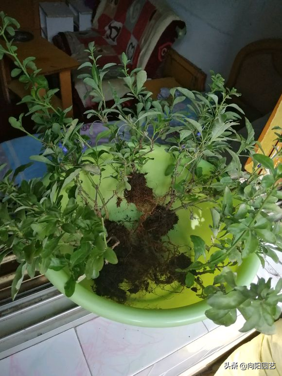 蓝雪花几月份开花，蓝雪花是几月开花（阳台开成“花园”）