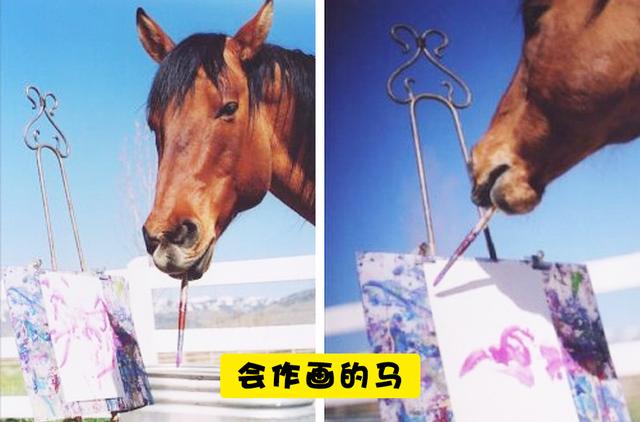 什么动物会画画，雪地里的小画家还有哪些动物会画画（7个能够创造画作的动物“艺术家”）