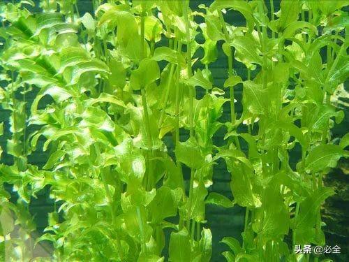 水生植物有哪些，常见的水生植物有哪些（水生植物大全）