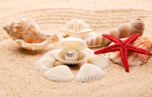 软体动物有哪些，软体类动物有哪些（从远古到现在外形几乎没变化）