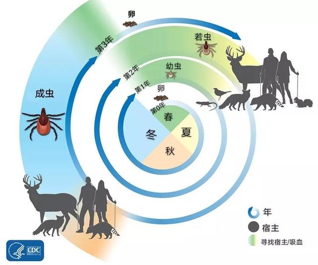 防止蜱虫爬身上涂抹什么，被蜱虫咬了擦什么药膏（又是一年春来到）