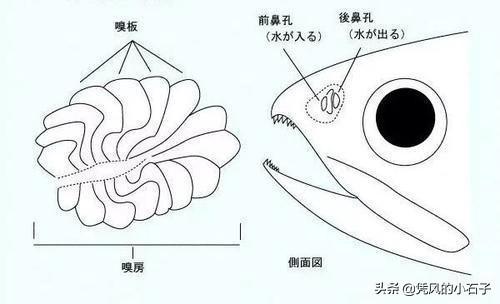 蚯蚓吃什么，蚯蚓吃什么再把它们变成什么（蚯蚓不生活在水中）