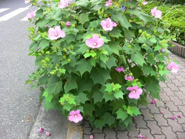 芙蓉花谢了怎么样修剪，盆栽芙蓉花的修剪方法（“大花芙蓉”花比脸大）