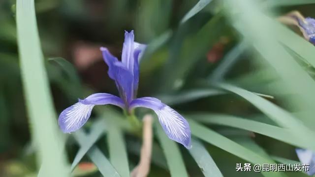 玉蝉花和鸢尾花区别，玉蝉花和鸢尾花区别图片（遇到西华公园的鸢尾花不陌生）