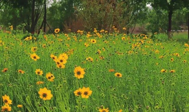 故事的小黄花代表什么，故事的小黄花代表什么含义（初夏——故事里的小黄花）