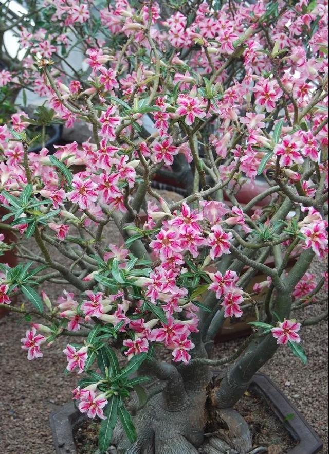 沙漠玫瑰几年开花,沙漠玫瑰几年才能开花啊(超耐旱的沙漠玫瑰)