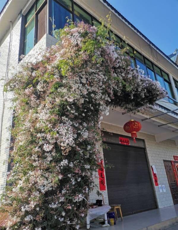 素馨花（素馨花花语，养一棵“素馨花”吧（素馨花是什么意思）