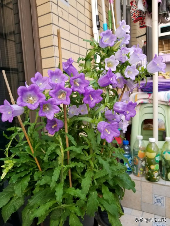 风铃草一年开几次花，风铃草多久开一次花（夏季注意“遮阳”）