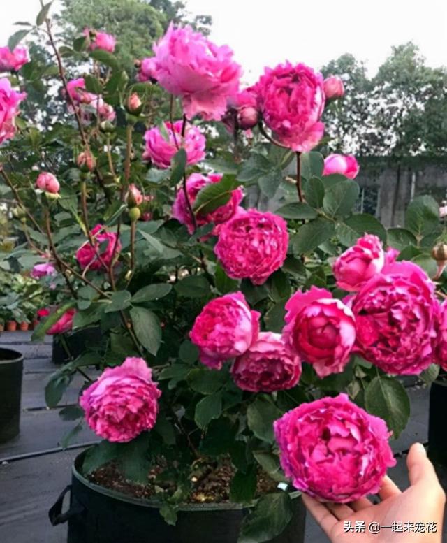 月季花有几种颜色，月季花是什么颜色（盘点10款经典的月季花）