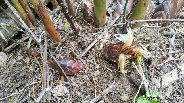 野菜种类有什么，野菜的种类和图片大全（你想要的野菜这里都有）