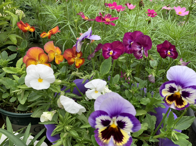 马蹄花的花语，白马蹄花花语（你的幸运花是哪种）