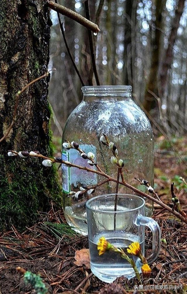 桦树汁怎么饮用才好，桦树汁怎么饮用才好呢（万能的白俄罗斯琼浆玉液——桦树汁）