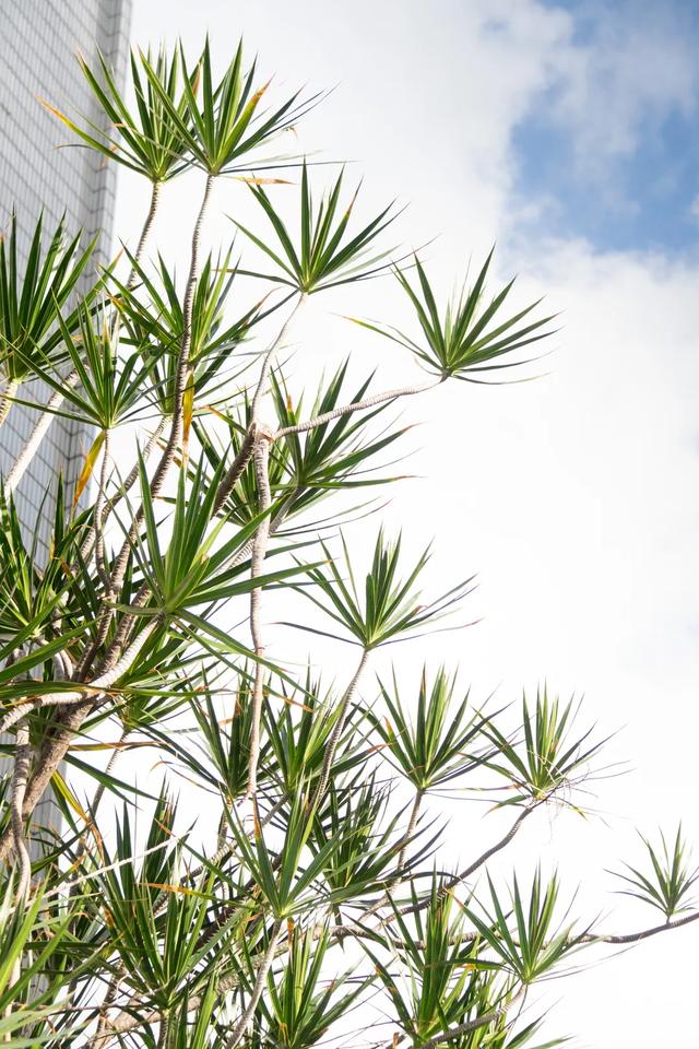 三亚小吃一条街在哪,三亚市区步行街小吃一条街(一条通往海边的美食老街) 三亚小吃一条街在哪,三亚市区步行街小吃一条街(一条通往海边的美食老街)