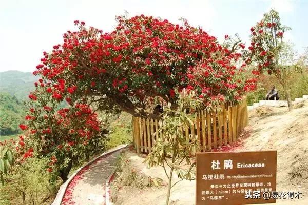 关于马缨杜鹃花，马缨杜鹃花下山桩（马缨杜鹃花的鉴赏以及栽培养护）