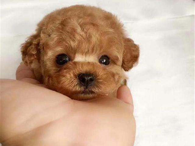 杯子狗（杯子狗寿命，爱狗狗则不应该养茶杯（杯子狗寿命多长）