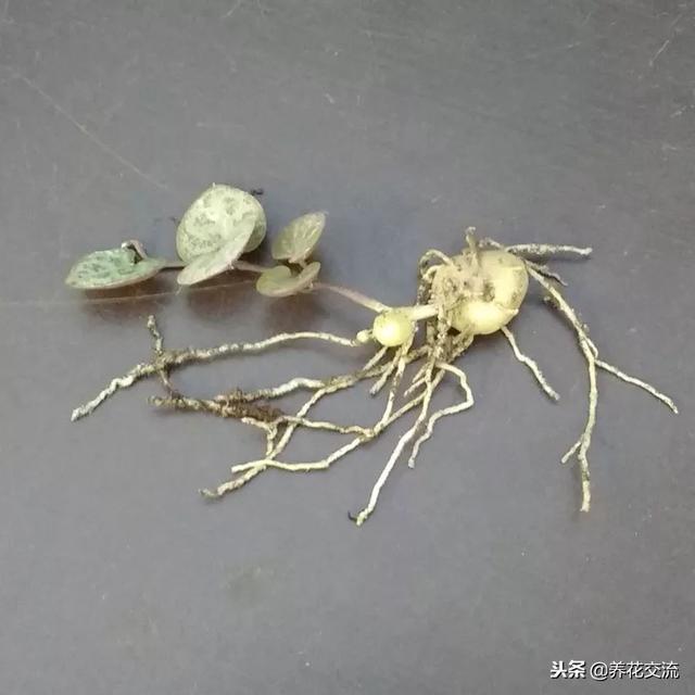 爱之蔓的扦插繁殖方法，如何扦插繁殖爱之蔓（还能开出像小鞋子一般的花朵）