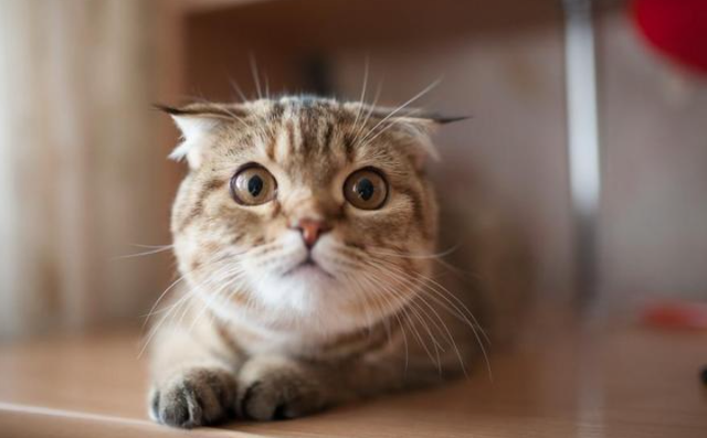 猫咪上火怎么办，猫咪上火怎么办最有效（猫咪上火的“5大症状”）