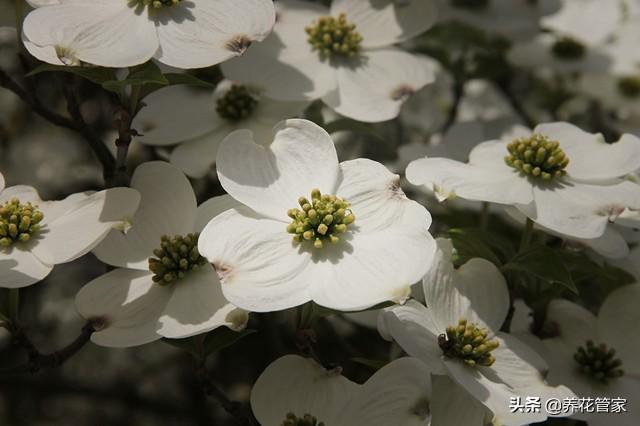 小花梾木的功效与作用，茉莉花的功效（<lai>木的四季）