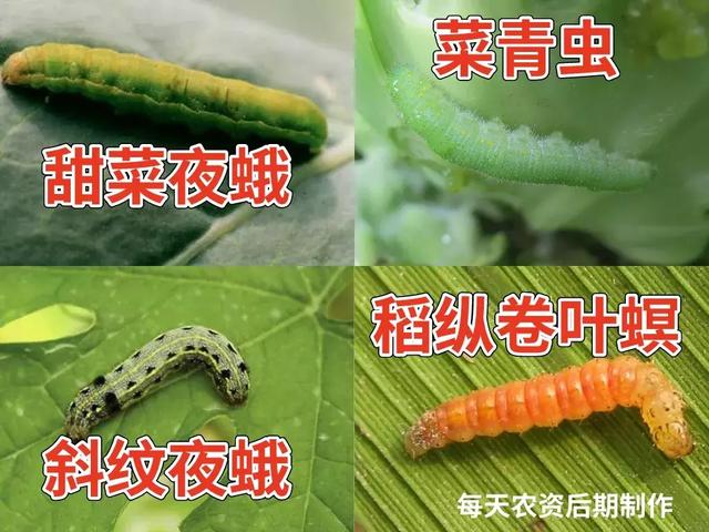 虱子卵怎么彻底去除,阴虱怎么彻底去除最简单的方法(虱螨脲是既能杀虫又能杀卵) 虱子卵怎么彻底去除,阴虱怎么彻底去除最简单的方法(虱螨脲是既能杀虫又能杀卵)