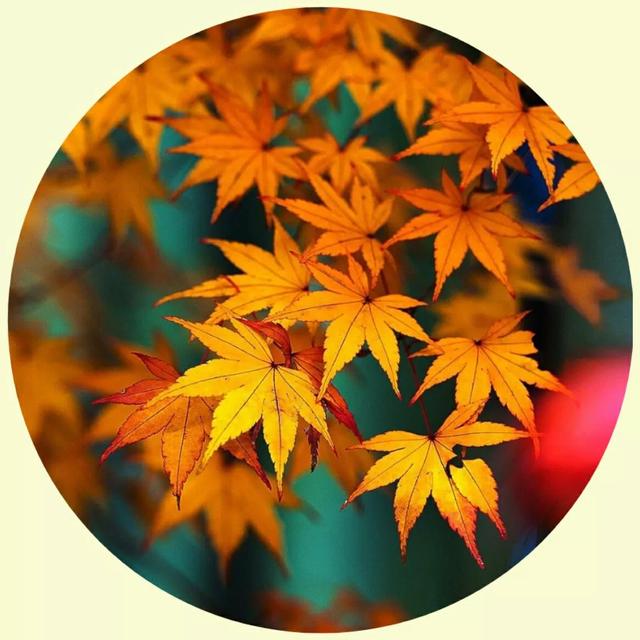 风景照片图片大全，微信头像，风景照片图片大全（令人心旷神怡的美景）