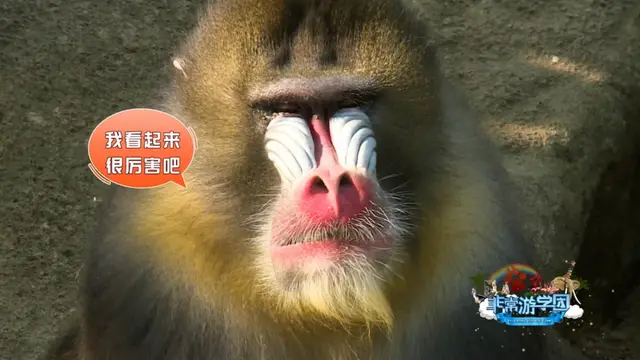 猩猩、狒狒和猴子的区别，狒狒和猩猩谁是猴科动物（是猿是猴，傻傻分不清楚）