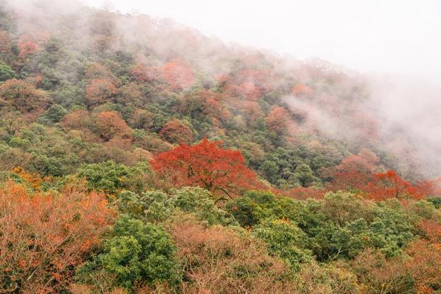 梵净山在哪里呢，梵净山在哪里个省哪个市（北半球最古老的生态乐园）