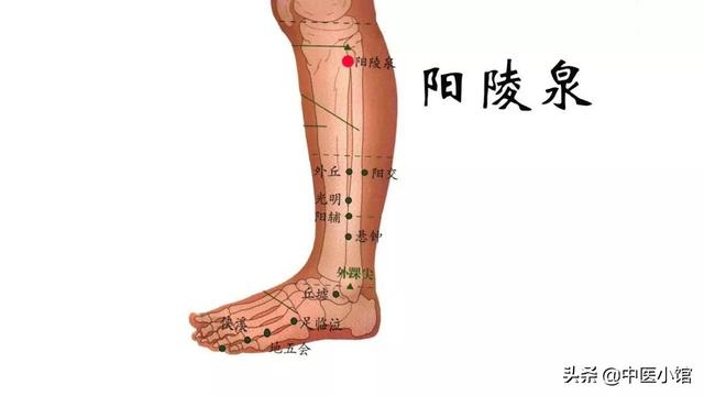 阳陵泉的准确位置图，阳陵泉下一寸胆结石点（试试这个穴位——阳陵泉穴）