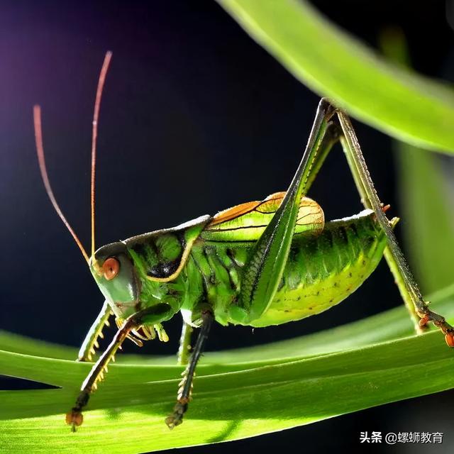 昆虫记绿蝈蝈生活环境，《昆虫记》重点昆虫