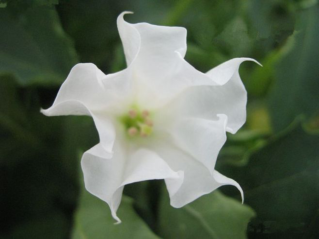 曼陀罗子的功效与作用，毛曼陀罗花的功效与作用（小时候当玩具玩的这个植物竟然有毒）