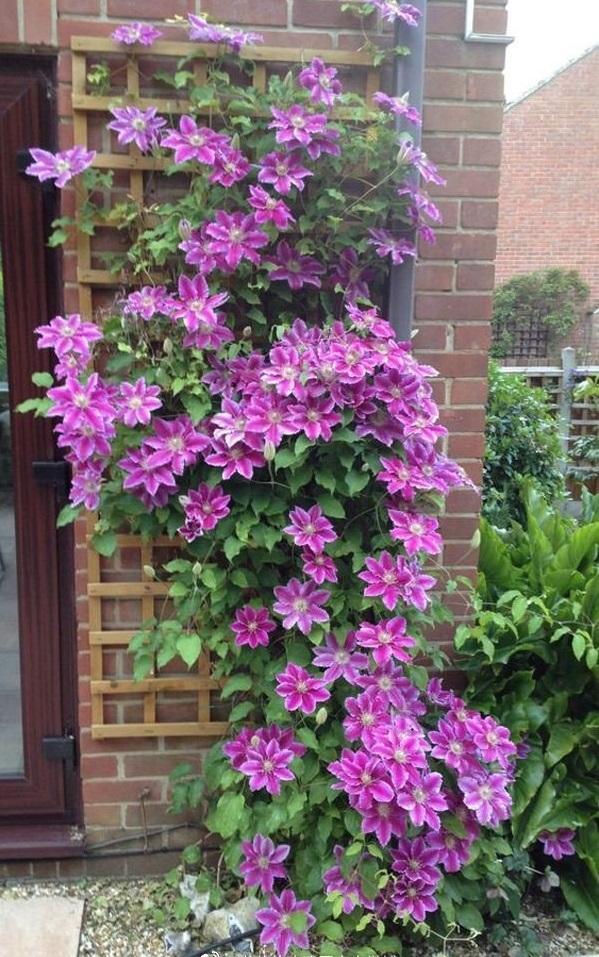 什么花最好看，什么花最高贵最优雅（爬到墙上做“花海”）