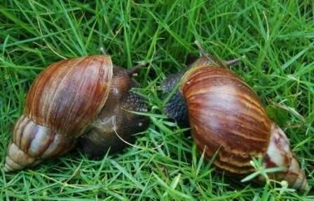 蜗牛居然是“蛋生”的，蜗牛产卵是什么样子的（广东发现一种大蜗牛）