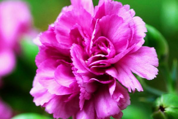 百合花意义象征是什么，百合花的象征和意义是什么（百合花的寓意以及风水作用）