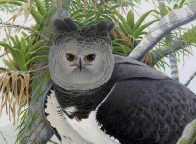 角雕和食猿雕哪个厉害，角雕和虎头海雕哪个厉害（脚爪握力超过180公斤）